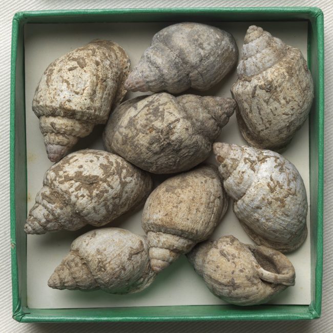 Nine Gastropods in a box